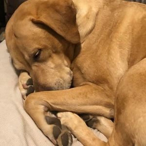 Meet your Posher, Louve